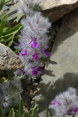 Stachys lavandulifolia