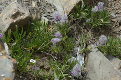 Stachys lavandulifolia