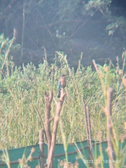 Coracias benghalensis
