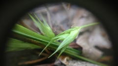 Carex backii