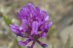 Astragalus