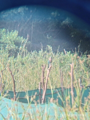 Coracias benghalensis