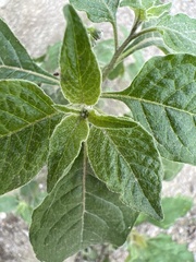 Solanum nigrescens
