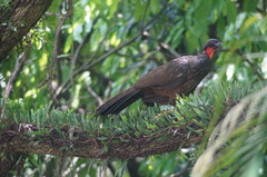 Penelope obscura