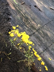 Calycina citrina