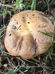 Suillus caerulescens