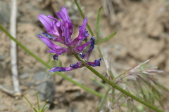 Astragalus