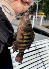 Mayaheros urophthalmus