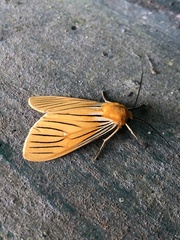 Pseudischnocampa nervosa