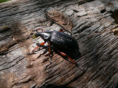 Cylydrorhinus angulatus