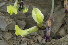 Astragalus