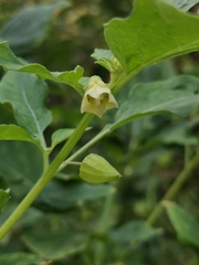 Physalis angulata