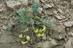Astragalus