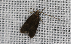 Lecithocera terrigena