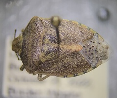 Thyanta custator accerra