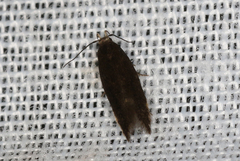 Lecithocera terrigena