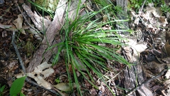 Carex backii