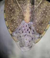 Thyanta custator accerra