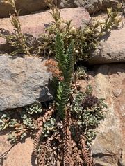 Polystichum scopulinum