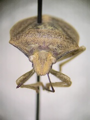 Thyanta custator accerra