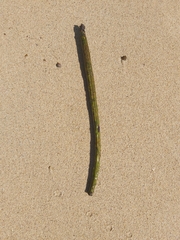 Rhizophora mangle
