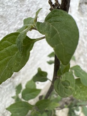 Solanum nigrescens