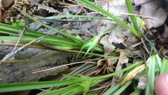 Carex backii