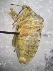 Thyanta custator accerra