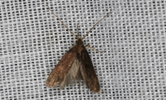 Lecithocera terrigena