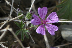 Geranium tuberosum