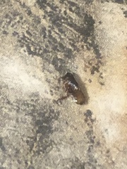Siphonaptera