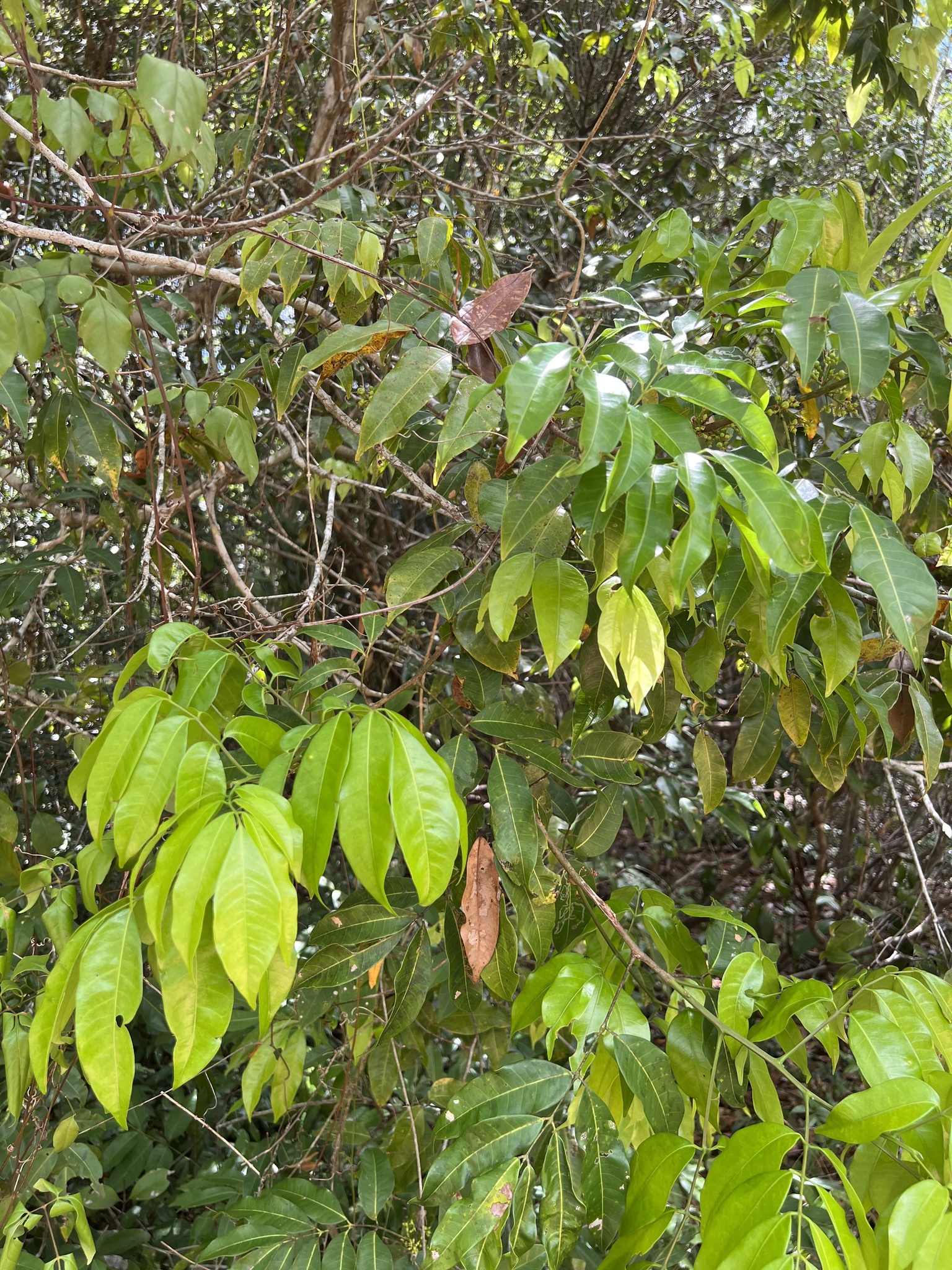 Protium heptaphyllum (Aubl.) Marchand