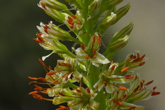 Eremurus spectabilis