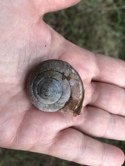 Helminthoglypta stiversiana