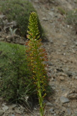 Eremurus spectabilis