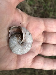 Helminthoglypta stiversiana