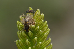 Eremurus spectabilis