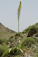 Eremurus spectabilis