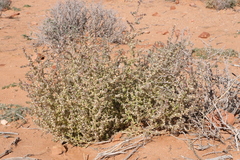 Salsola tragus