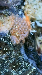 Bryozoa