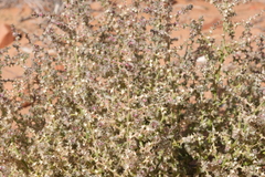 Salsola tragus