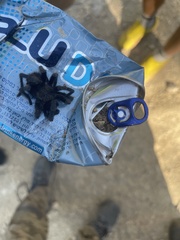 Chaetopelma olivaceum