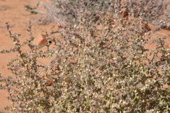 Salsola tragus