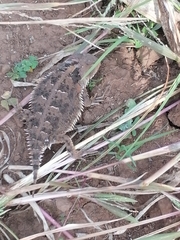 Phrynosoma orbiculare