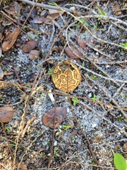 Scleroderma polyrhizum