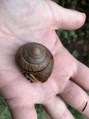 Helminthoglypta stiversiana