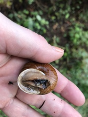 Helminthoglypta stiversiana