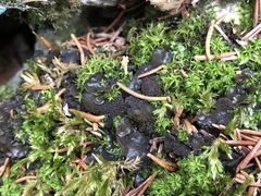 Lathagrium auriforme