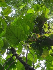 Aparisthmium cordatum