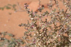 Salsola tragus